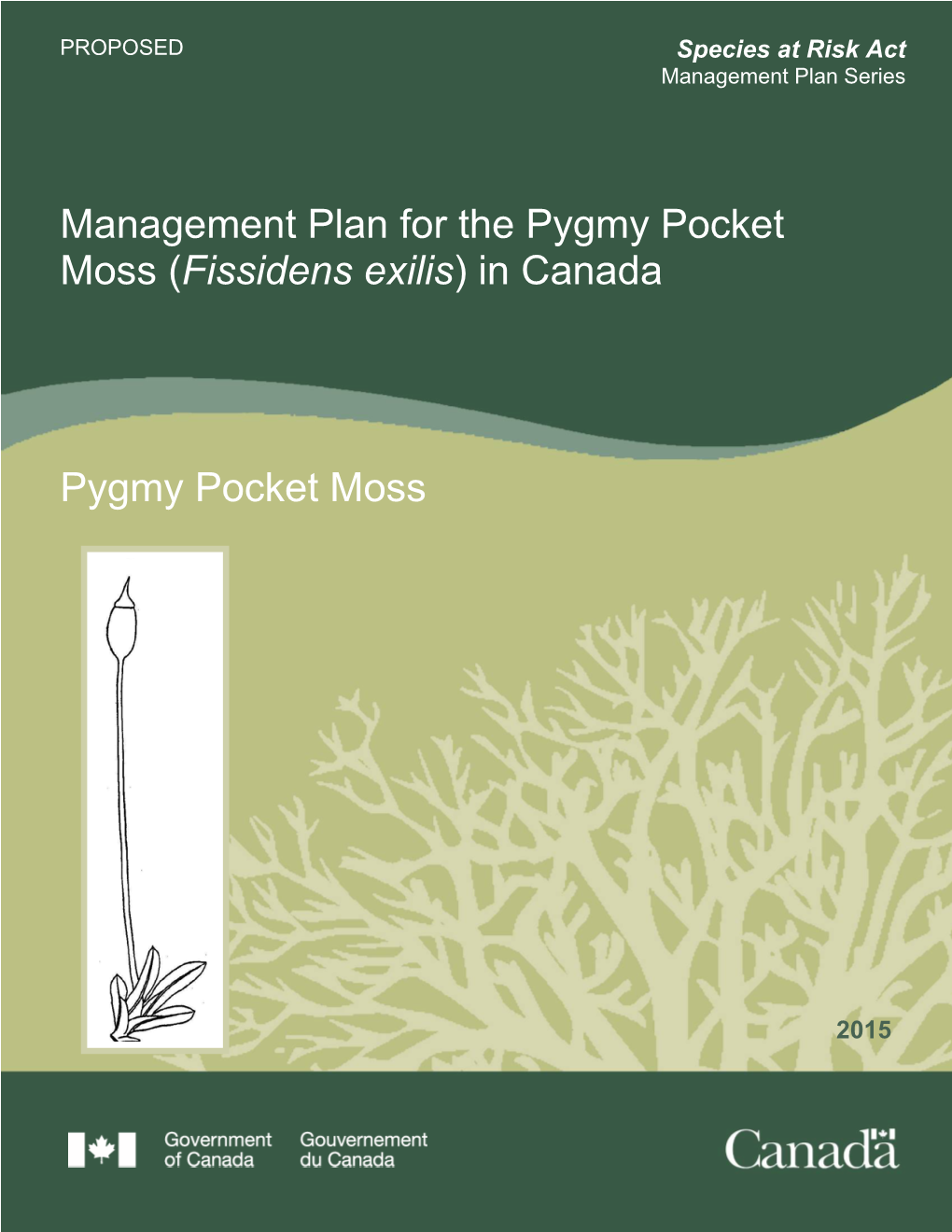 Pygmy Pocket Moss (Fissidens Exilis) in Canada