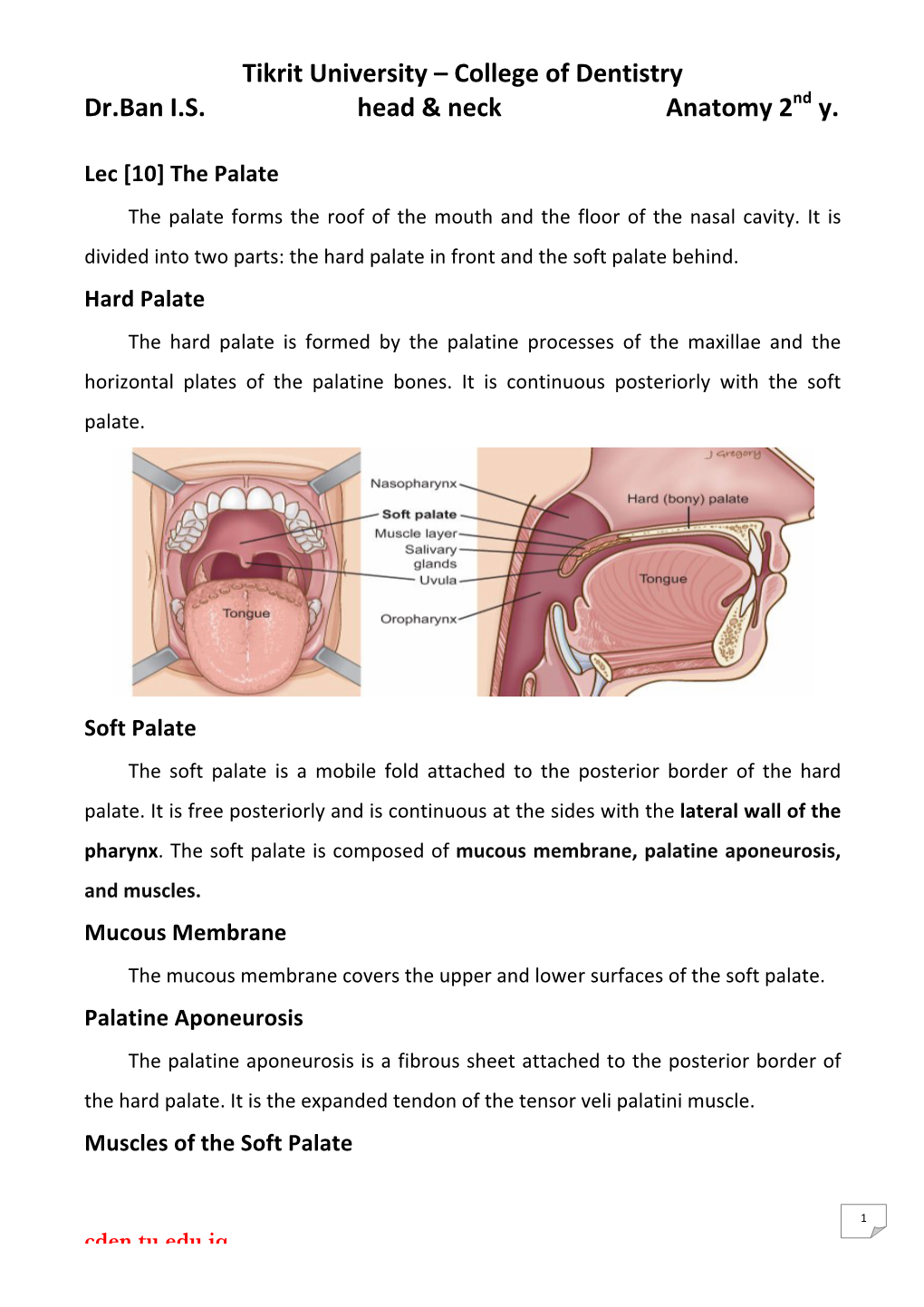 Palatine Aponeurosis, and Muscles