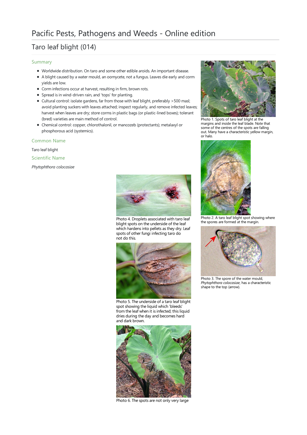 Taro Leaf Blight (014)