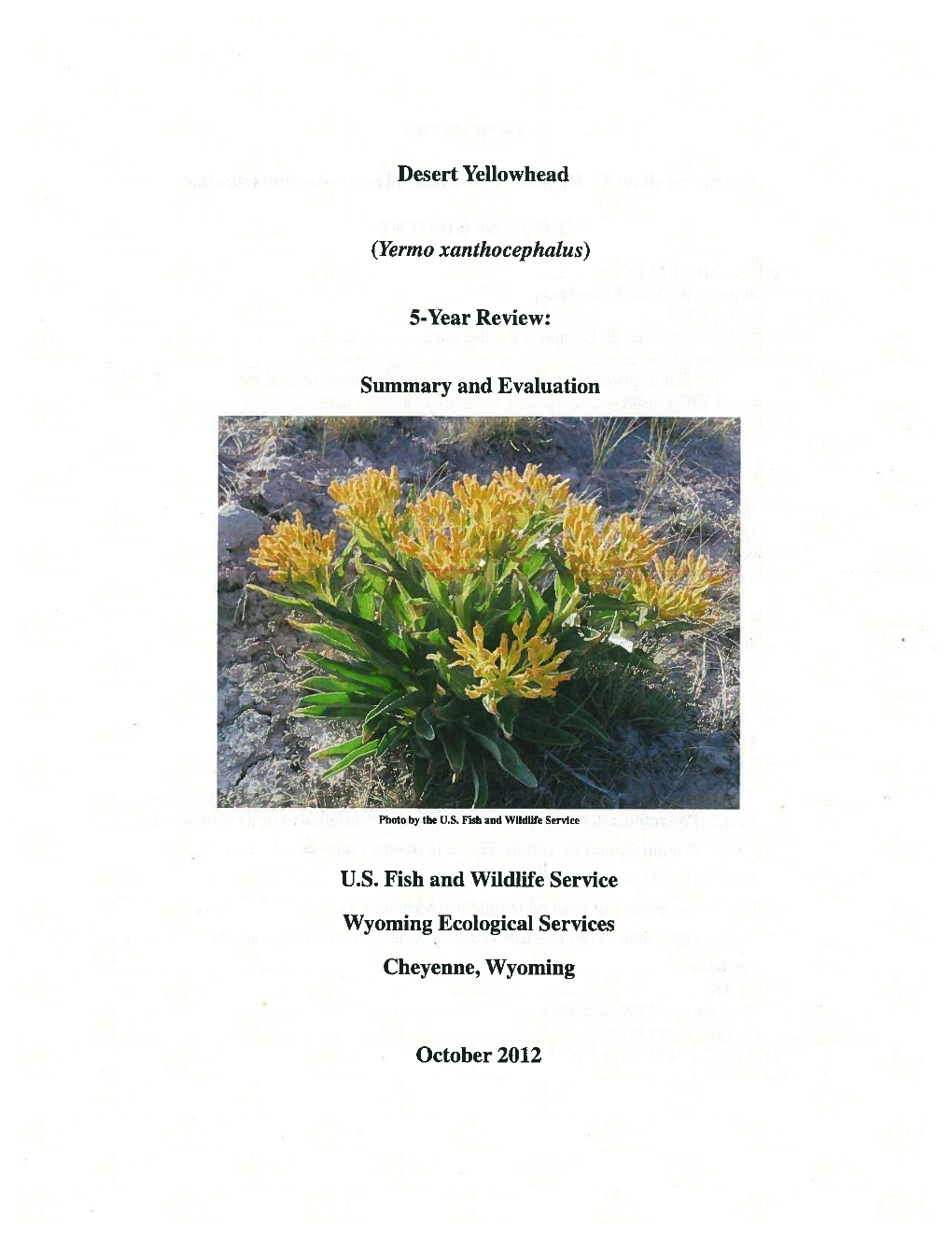 Desert Yellowhead (Yermo Xanthocephalus) 5-Year Review