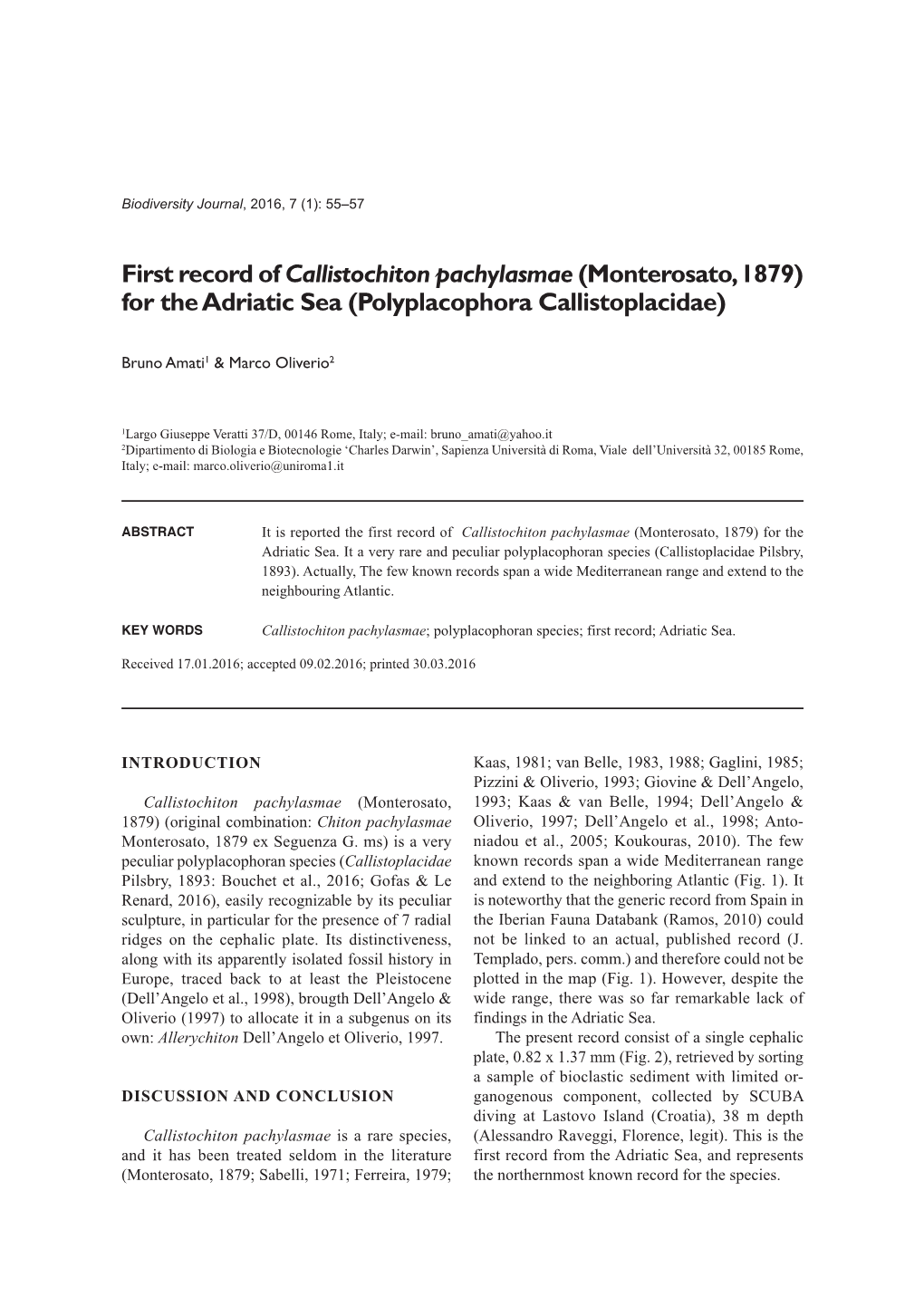 First Record of Callistochiton Pachylasmae (Monterosato, 1879) for the Adriatic Sea (Polyplacophora Callistoplacidae)