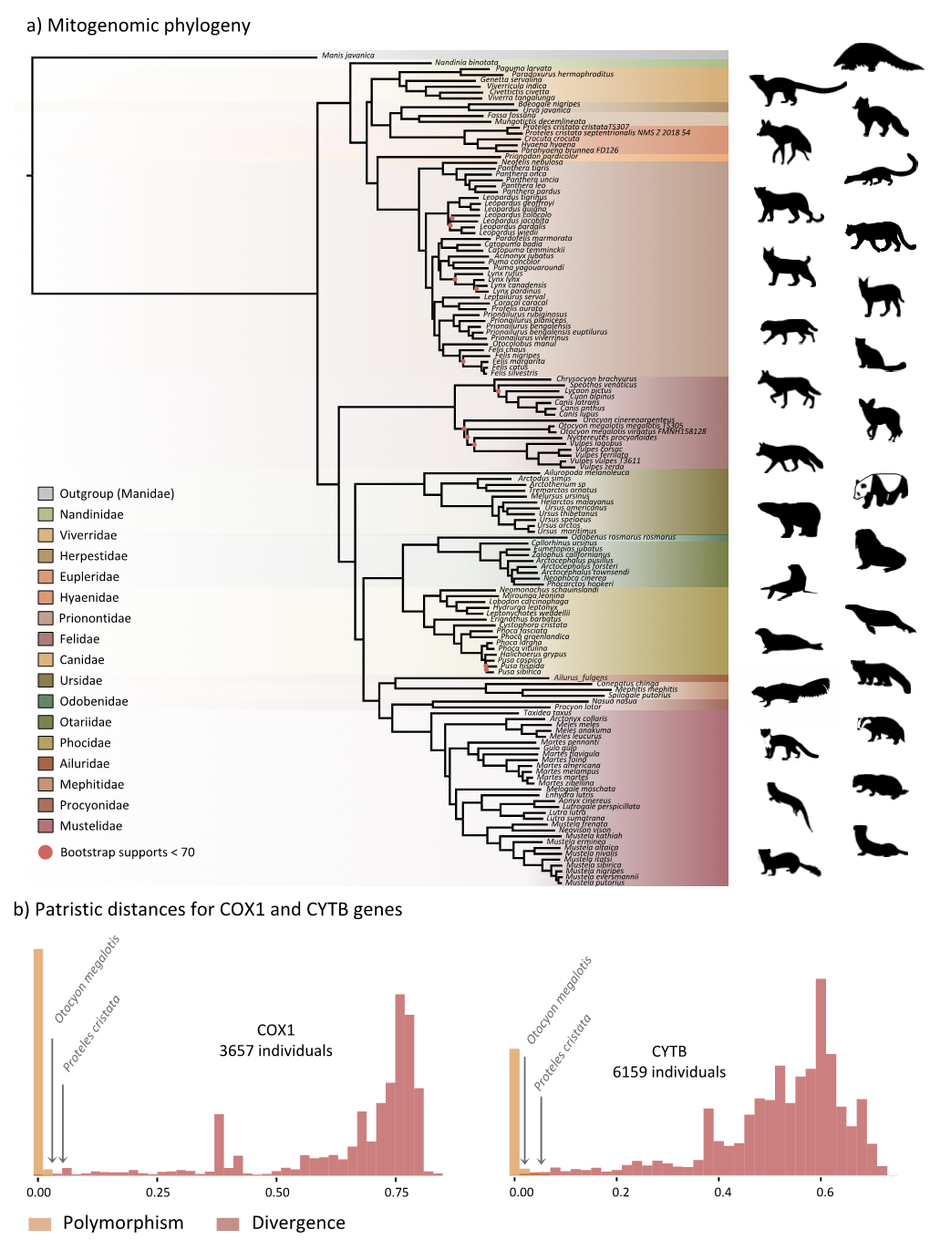 A) Mitogenomic Phylogeny B) Patristic Distances for COX1 and CYTB