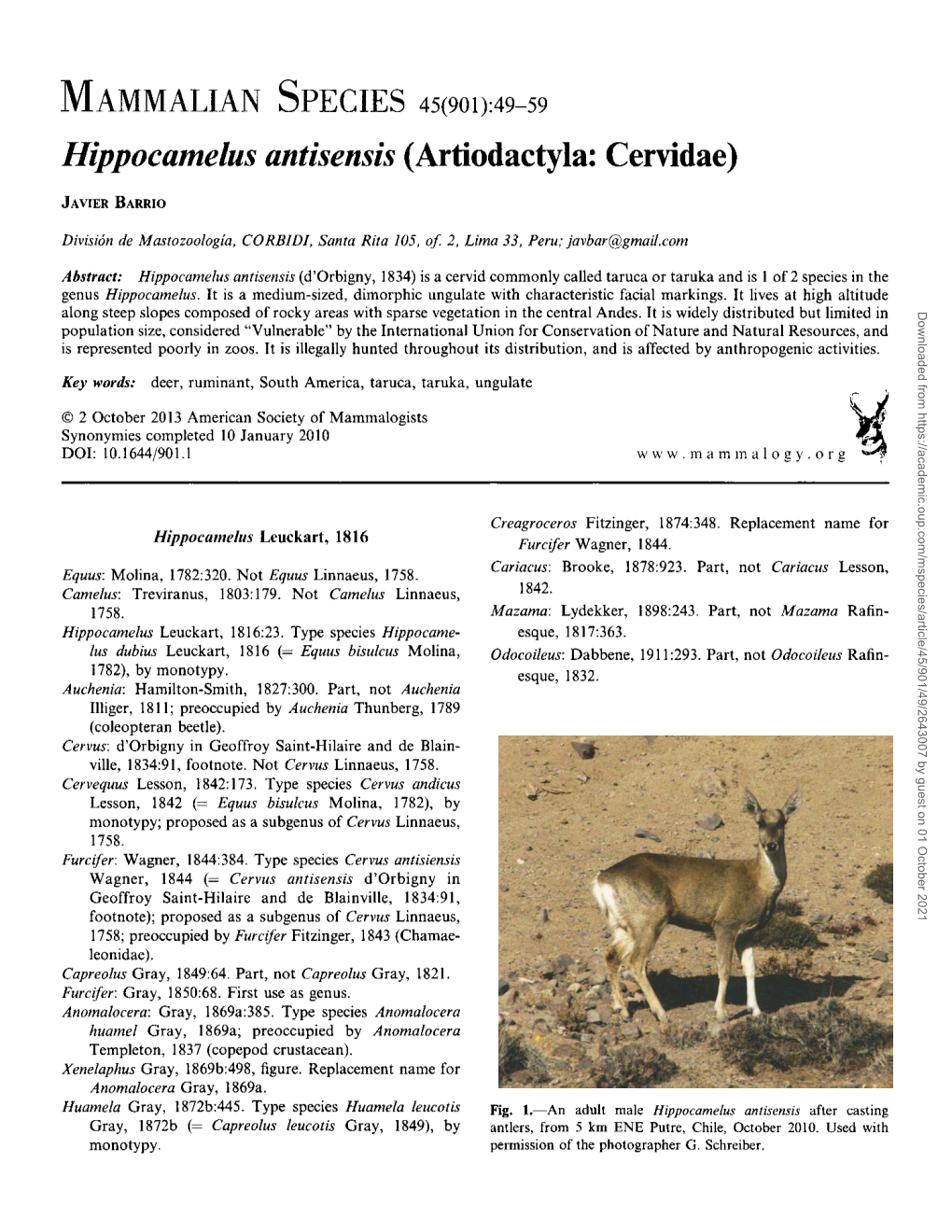 Hippocamelus Antisensis (Artiodactyla: Cervidae)