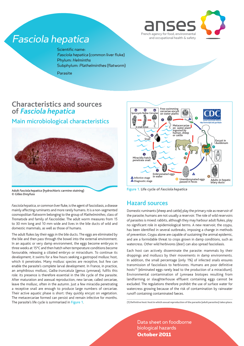 Fasciola Hepatica Scientific Name: Fasciola Hepatica (Common Liver Fluke) Phylum: Helminths Subphylum: Plathelminthes (Flatworm) Parasite