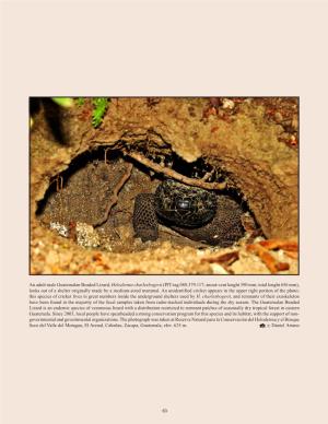An Adult Male Guatemalan Beaded Lizard, Heloderma Charlesbogerti