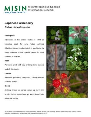 Japanese Wineberry Rubus Phoenicolasius