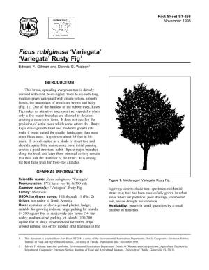 Fig, Variegata Rusty (Ficus Rubiginosa 'Variegata')