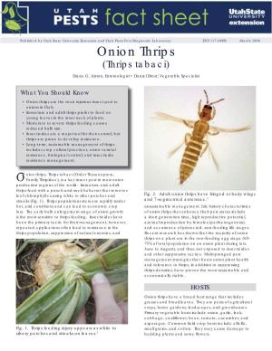 Onion Thrips (Thrips Tabaci)