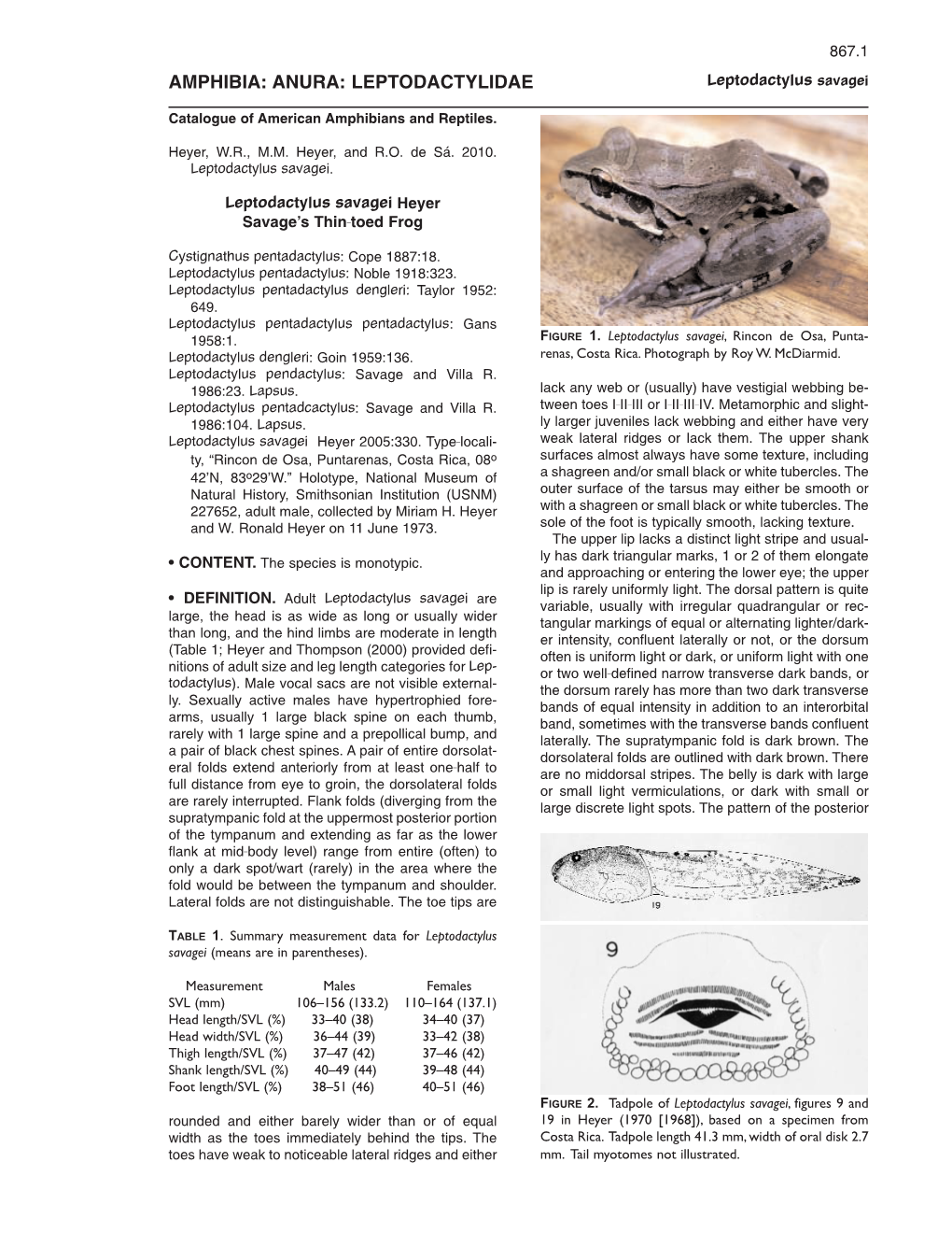 Leptodactylus Savagei