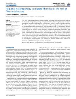 Regional Heterogeneity in Muscle Fiber Strain