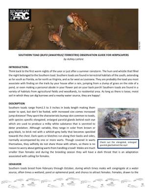 SOUTHERN TOAD (BUFO [ANAXYRUS] TERRESTRIS) OBSERVATION GUIDE for HERPSCAPERS by Ashley Lavere