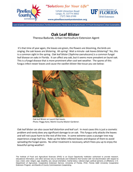 Oak Leaf Blister Theresa Badurek, Urban Horticulture Extension Agent