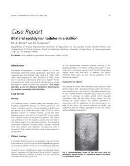 Case Report Bilateral Epididymal Nodules in a Stallion M