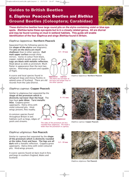 Guides to British Beetles 8. Elaphrus Peacock Beetles and Blethisa Ground Beetles (Coleoptera; Carabidae)