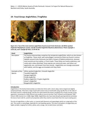 Focal Group: Anglerfishes / Frogfishes