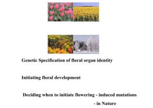 Genetic Specification of Floral Organ Identity Initiating Floral Development