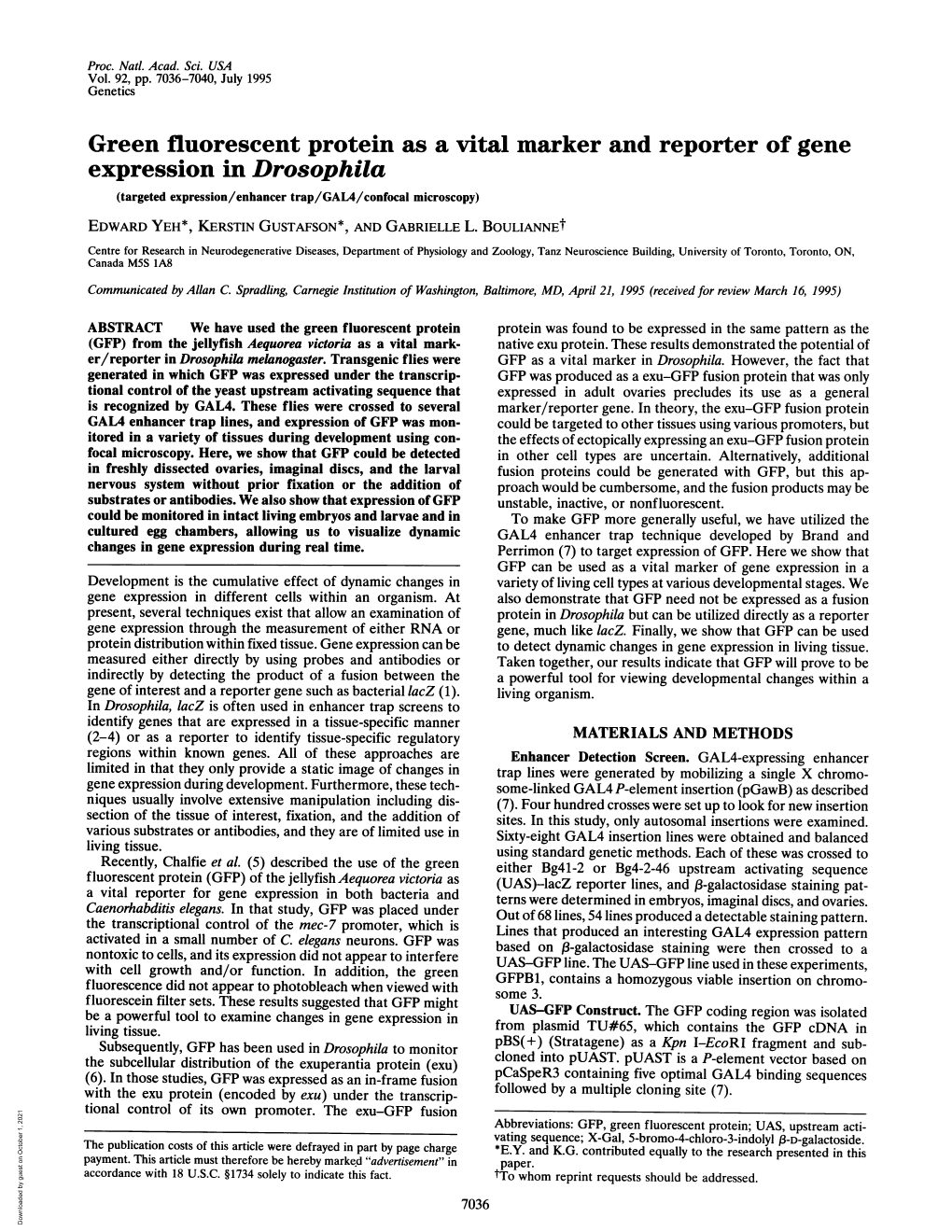 Expression in Drosophila (Targeted Expression/Enhancer Trap/GAL4/Confocal Microscopy) EDWARD YEH*, KERSTIN GUSTAFSON*, and GABRIELLE L