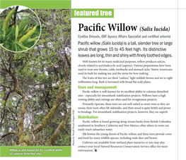 Pacific Willow (Salix Lucida)
