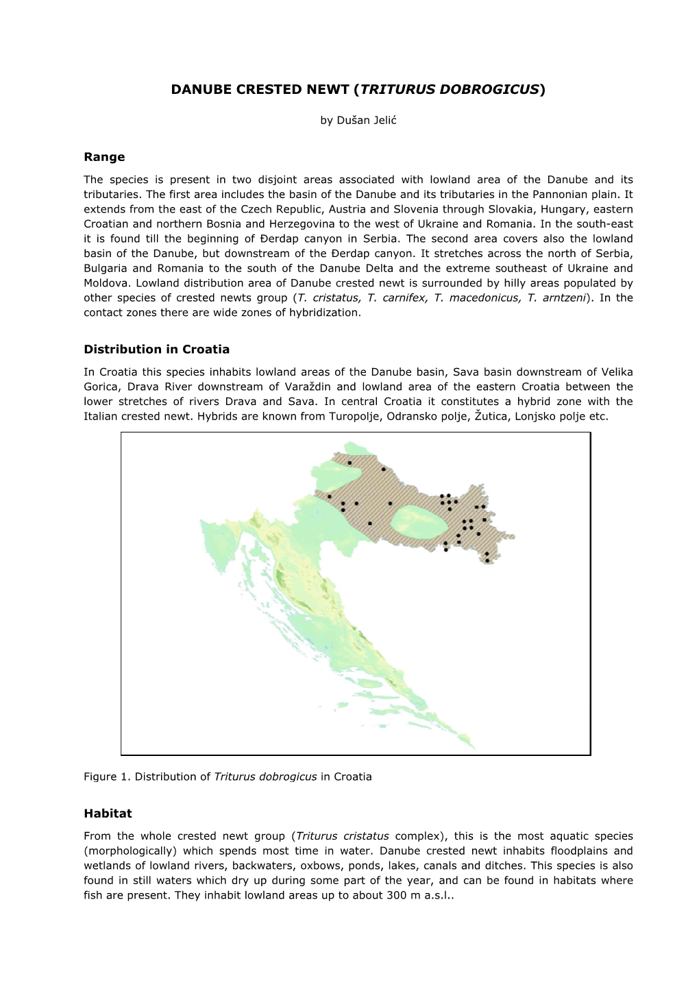 Danube Crested Newt (Triturus Dobrogicus)