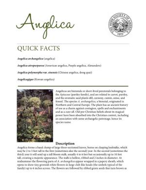 Angelica QUICK FACTS