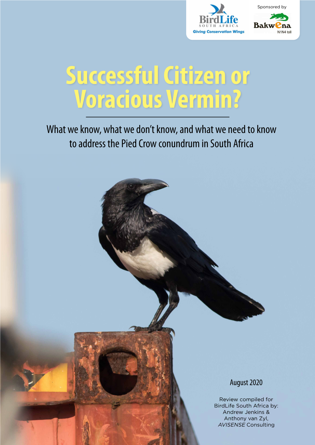 Successful Citizen Or Voracious Vermin? What We Know, What We Don’T Know, and What We Need to Know to Address the Pied Crow Conundrum in South Africa