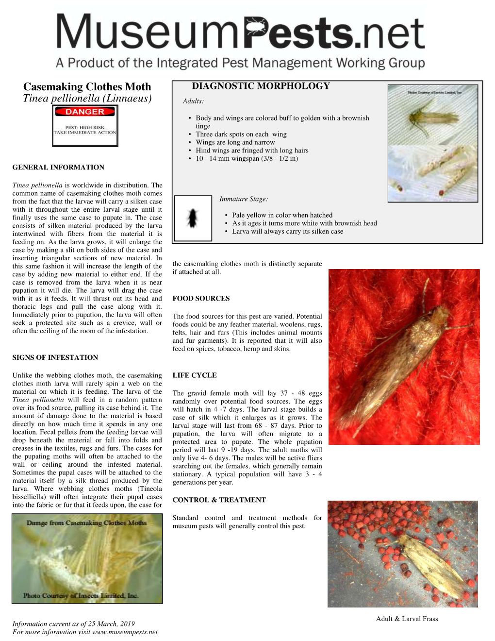 Casemaking Clothes Moth Tinea Pellionella (Linnaeus)