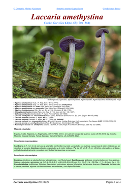 Laccaria Amethystina Amethystina Laccaria 4 De 1 Página 20131229