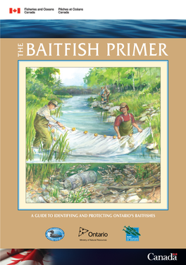 Baitfish Primer