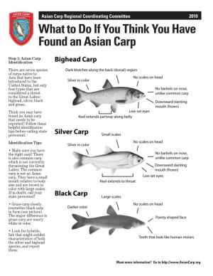 What to Do If You Think You Have Found an Asian Carp