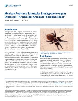 Mexican Redrump Tarantula, Brachypelma Vagans (Ausserer) (Arachnida: Araneae: Theraphosidae)1 G