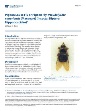 Pigeon Louse Fly Or Pigeon Fly,Pseudolychia