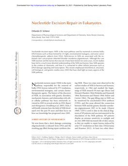 Nucleotide Excision Repair in Eukaryotes
