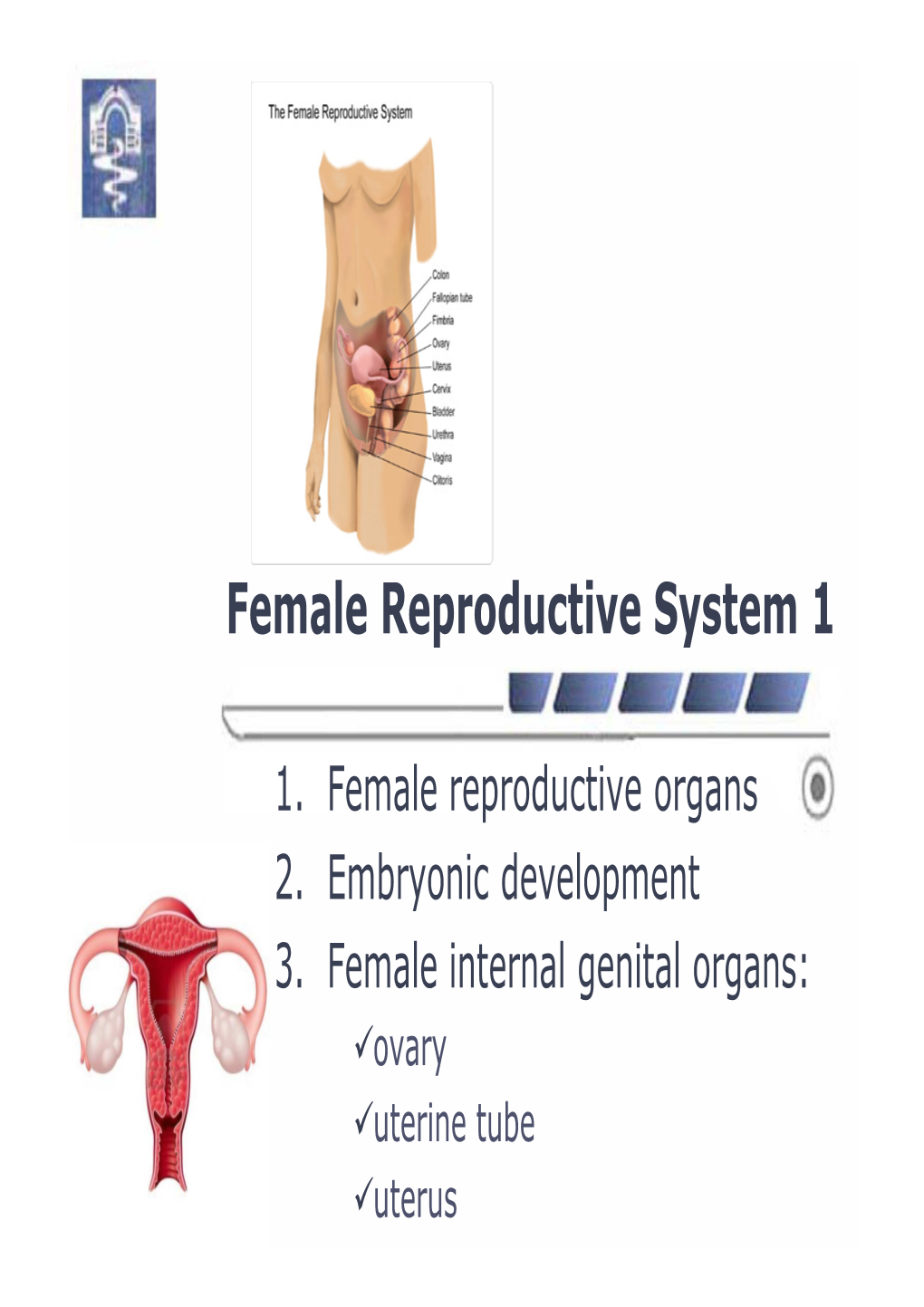 Female Reproductive System 1