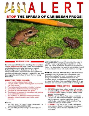 Pest Alert: Stop the Spread of Caribbean Frogs