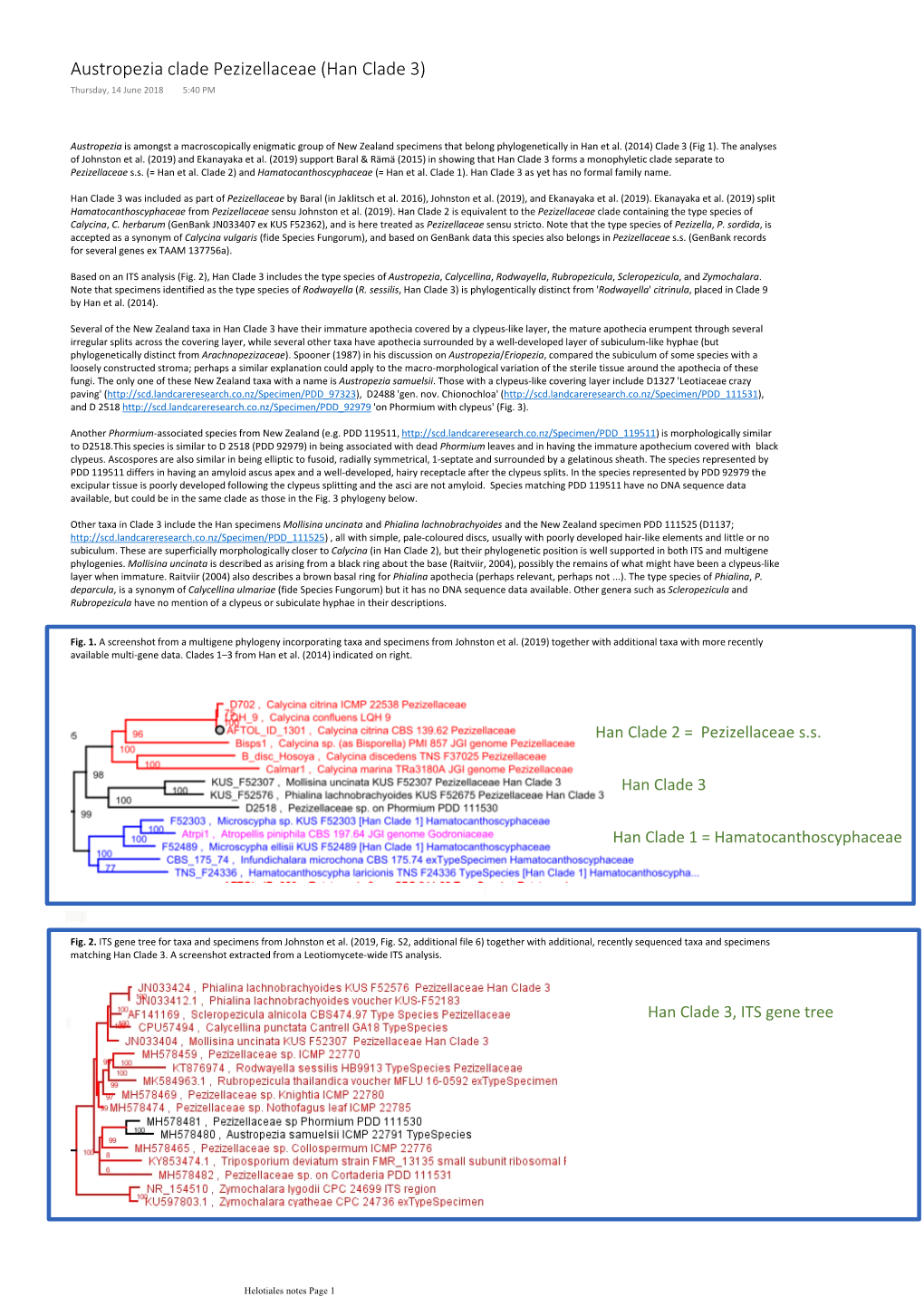 Austropezia Clade Pezizellaceae (Han Clade 3) Thursday, 14 June 2018 5:40 PM
