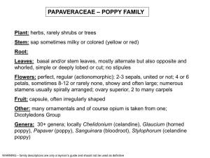 Papaveraceae – Poppy Family