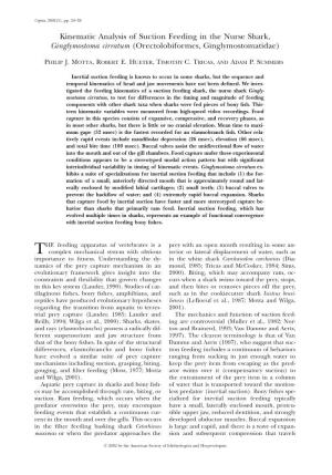 Kinematic Analysis of Suction Feeding in the Nurse Shark, Ginglymostoma Cirratum (Orectolobiformes, Ginglymostomatidae)
