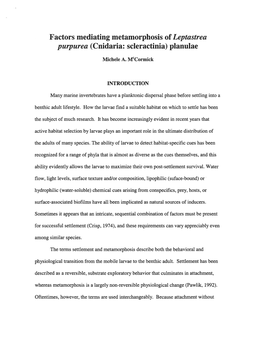 Factors Mediating Metamorphosis of Leptastrea Purpurea (Cnidaria: Scleractinia) Planulae