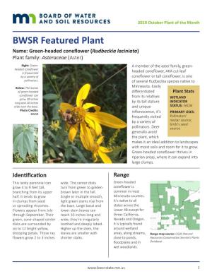BWSR Featured Plant: Green-Headed Coneflower