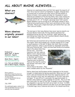 All About Maine Alewives