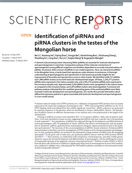Identification of Pirnas and Pirna Clusters in the Testes of the Mongolian Horse