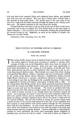 The Function of Powder Downs in Herons