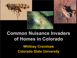 Common Nuisance Invaders of Homes in Colorado