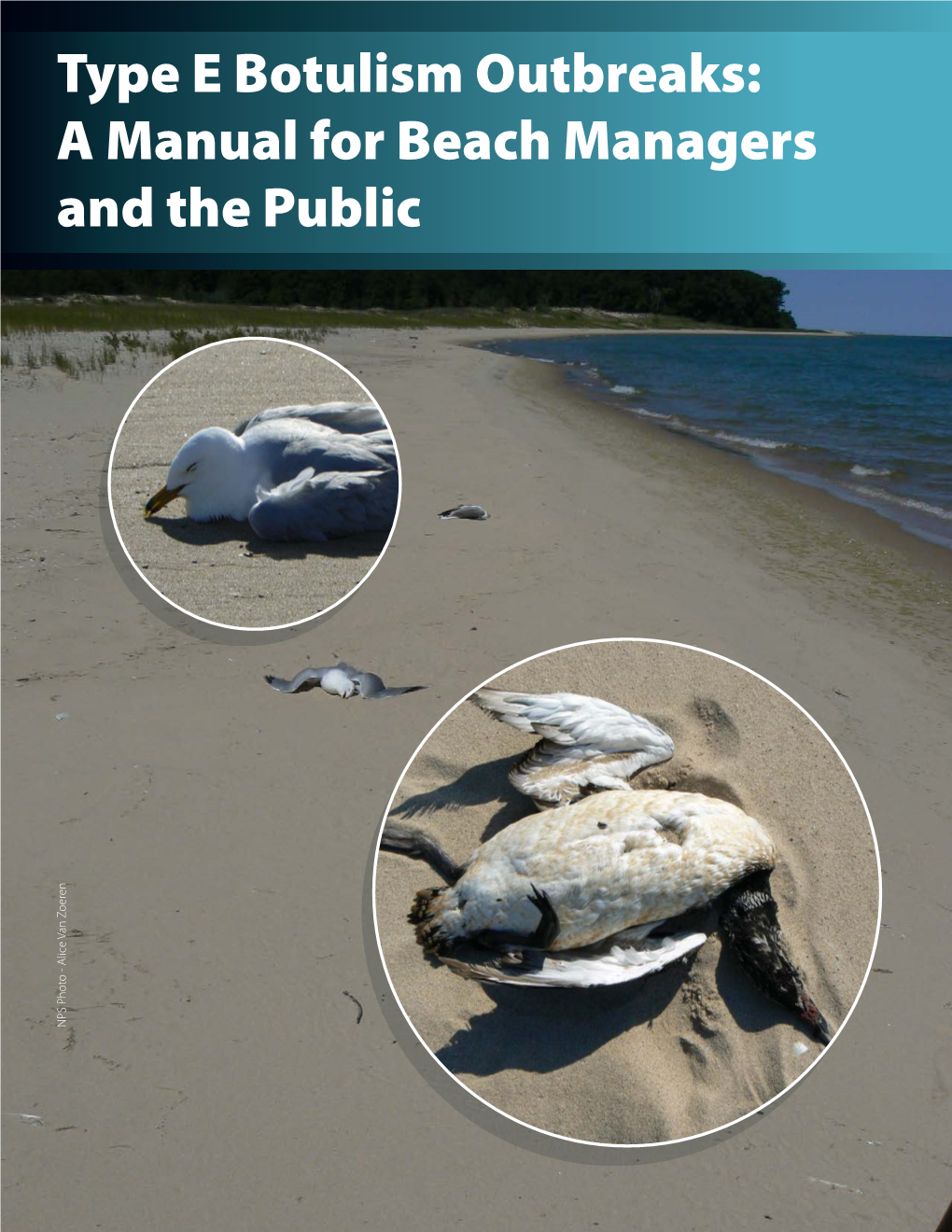 Type E Botulism Outbreaks: a Manual for Beach Managers and the Public NPS Photo - Alice Van Zoeren Zoeren Van - Alice NPS Photo This Manual Was Produced By: U.S