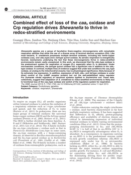 Combined Effect of Loss of the Caa3 Oxidase and Crp Regulation Drives Shewanella to Thrive in Redox-Stratified Environments