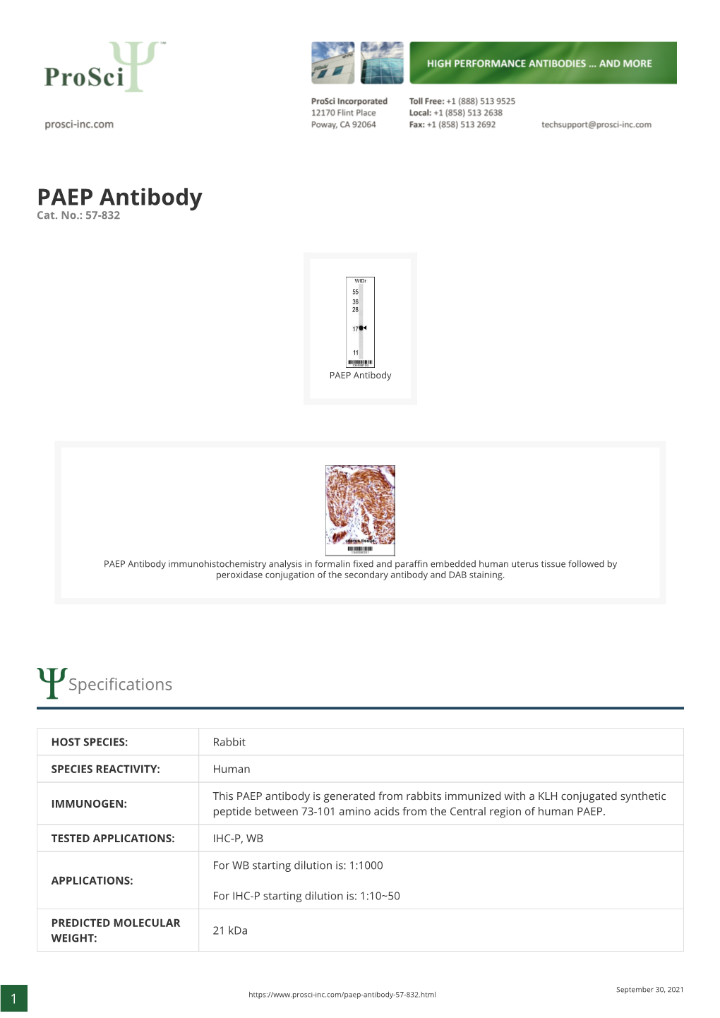 PAEP Antibody Cat