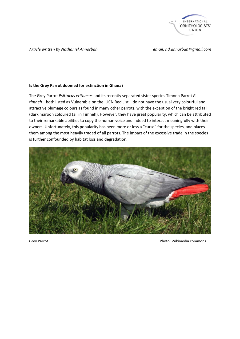 Nd.Annorbah@Gmail.Com Is the Grey Parrot Doomed for Extinction In