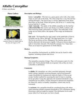 Alfalfa Caterpillar Colias Eurytheme