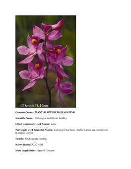 Calopogon Multiflorus Lindley Other Commonly Used Names