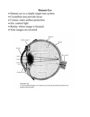 Human Eye • Human Eye Is a Simple Single Lens System • Crystalline Lens